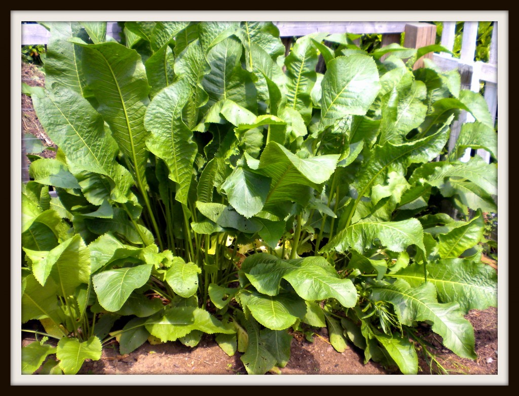 horseradish end of may