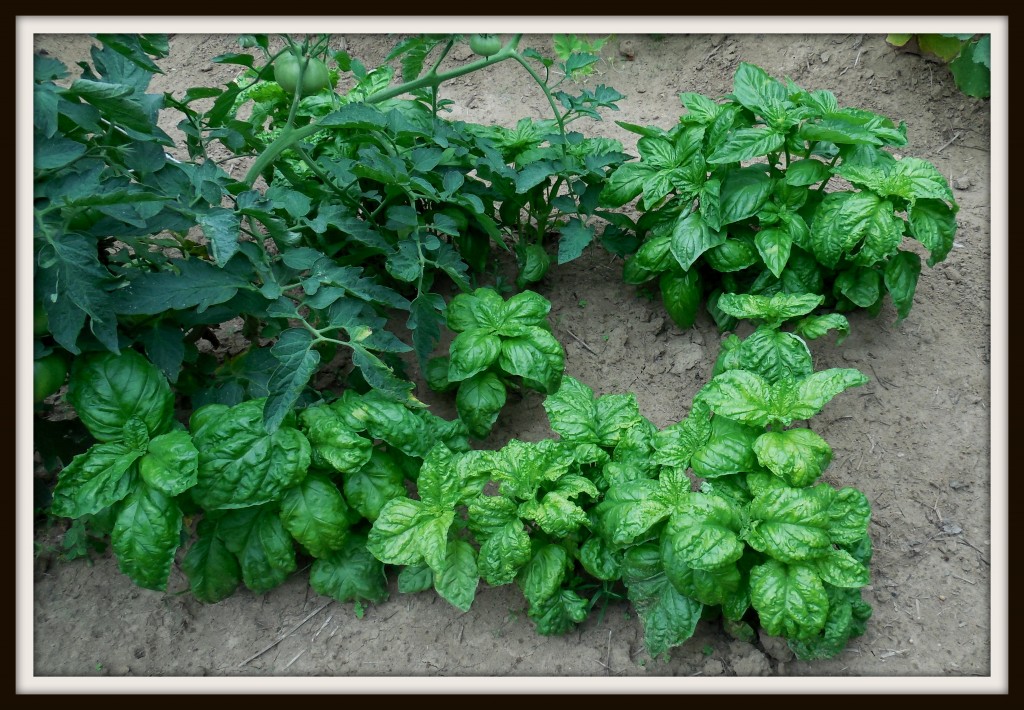 072515 mammoth basil